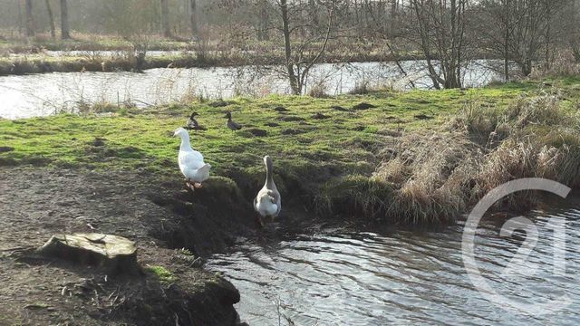 terrain à vendre - 16361.0 m2 - MONTREUIL SUR MER - 62 - NORD-PAS-DE-CALAIS - Century 21 Les 3 Vallées